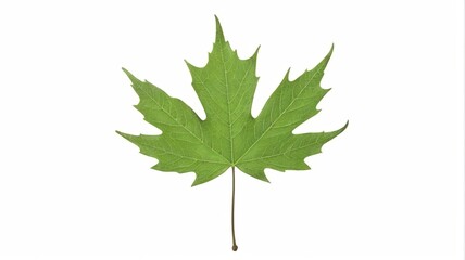 Fototapeta premium arafed leaf of a tree on a white background