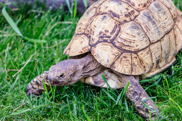 A tortoise is walking through a field of grass