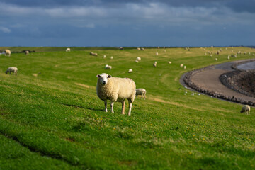 Obraz premium The sheep lamb in the verdant meadows. Sheep on an farm. Sheep eating grass on a field. Sheep grazing in an alpine meadow.