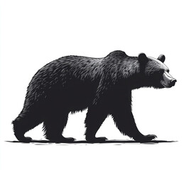 Fototapeta premium silhouette of a bear, walking in black, isolated on a white background.