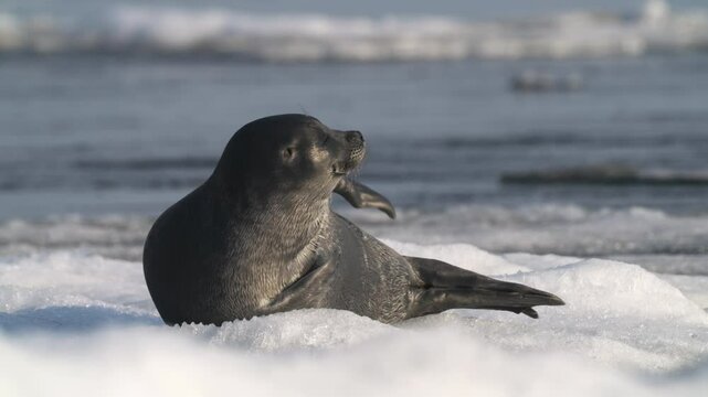 Alone seal resting on shimmering floating ice block in the ocean