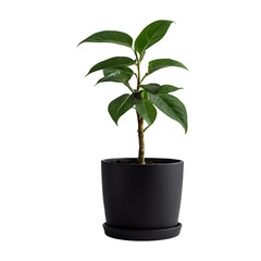 Plant in a pot on transparent background PNG Generative AI