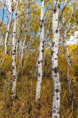 Obraz premium A forest of birch trees with yellow leaves