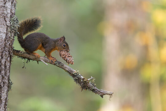 Douglas squirrel with pine cone