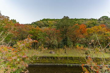 Obraz premium 青井岳自然公園の紅葉
