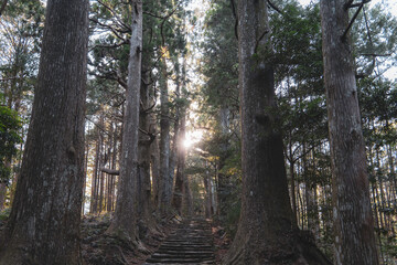 Obraz premium 神秘的な熊野古道の木々