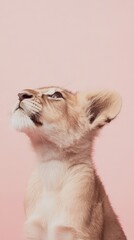 Lion Cub's Gaze: A heartwarming portrait of a young lion cub, gazing upward with innocent curiosity against a soft pink backdrop.  A tender and serene image. 