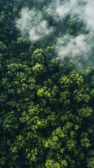 Obraz premium Misty Mountain Forest: An aerial view captures the lush green canopy of a mountain forest, shrouded in a mystical fog. The image evokes a sense of serenity and the untouched beauty of nature. 