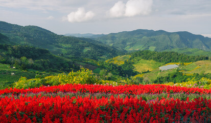 Red flower fields and mountain views in summer