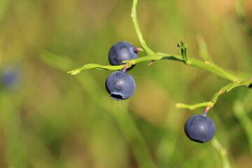 ripe blueberries hanging on a branch