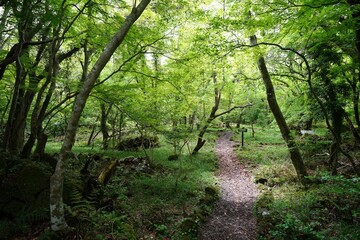 Obraz premium refreshing spring forest and fine path