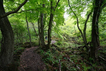 Fototapeta premium spring path through old wild forest