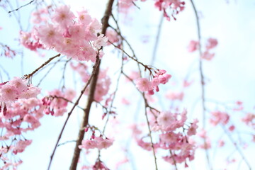 Obraz premium 桜 花 満開 春