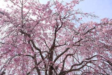 桜　花　満開　春
