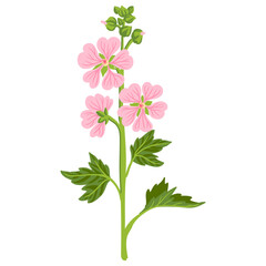 marsh mallow, garden flower, Althaea officinalis, vector drawing flowering plants at white background, medicinal herb, hand drawn botanical illustration
