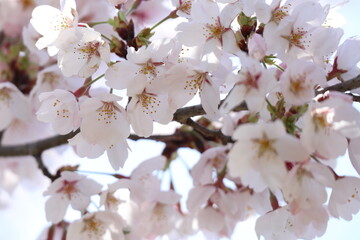 Obraz premium 桜 花 満開 春