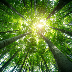 Fototapeta premium Sunlight Dappled Forest Canopy: Lush Green Trees & Nature's Beauty