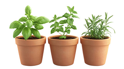 Obraz premium Three potted herbs basil, mint, rosemary isolated on transparant background. Generative ai