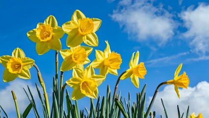 Fototapeta premium Group of bright yellow daffodils standing against the clear blue sky