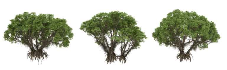 Lush green trees with intricate roots showcasing nature's beauty in a serene environment