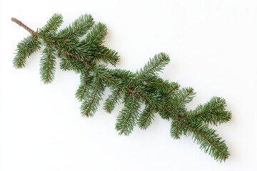 Obraz premium Christmas tree branch on corner border pine branch on white background