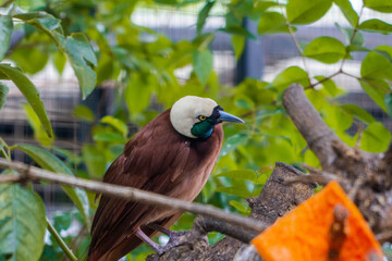 A Paradisaea Apoda, also known as the Lesser Bird of Paradise, in a cage at the zoo. The bird showcases its vibrant plumage, adding a touch of beauty to its zoo habitat