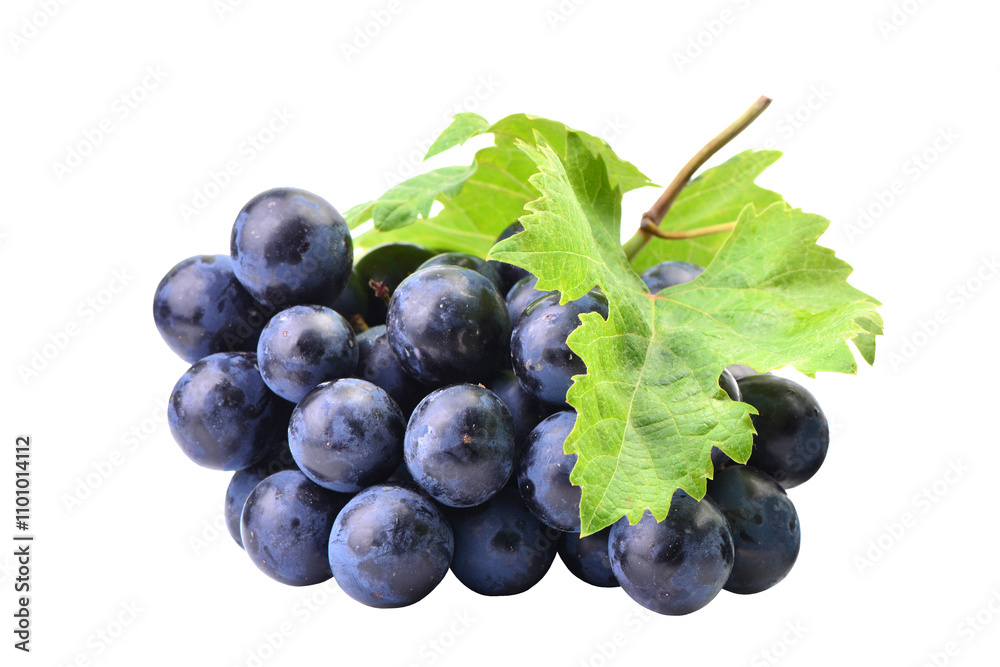 Poster Bunch of grapes isolated