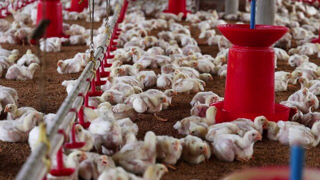Group of healthy broiler chicken in poultry - India. 4K resolution video