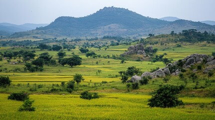 Obraz premium Lush green rice fields in the foreground with rolling hills and sparse trees under an overcast sky, creating a tranquil rural landscape.