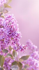 Obraz premium Beautiful lilac flowers against a soft and blurred background, colorful, pastel, outdoors