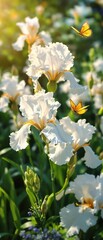 Beautiful white irises in full bloom with yellow and orange summer butterfly hovering nearby, colorful, vibrant, outdoor, fluttering, summer © Sathaporn Buarabut