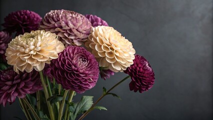 Hydrangea-like peony flowers in deep plum purple and creamy beige hues on a dark grey or navy blue background with intricate detailed texture, dark background, hyper realistic texture, hydrangea