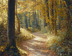 Obraz premium Autumn Forest Path