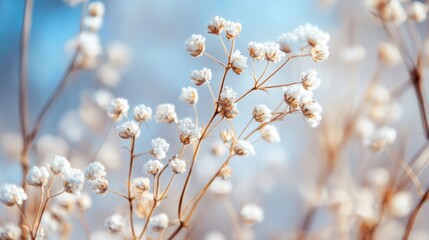 Fototapeta premium Close-up of dried flowers with delicate white buds