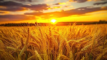 Obraz premium Golden wheat ears illuminated by a vibrant sunset in a serene rural landscape, capturing the essence of summertime and the harvest season.