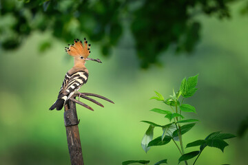 Eurasian hoopoe bird in early morning light ( Upupa epops ) © Piotr Krzeslak