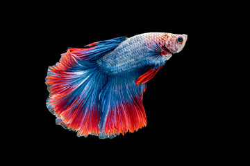 Fototapeta premium Blue Red siamese fighting fish , Betta splendent fish, Colurful fish. Isotalted on black background.