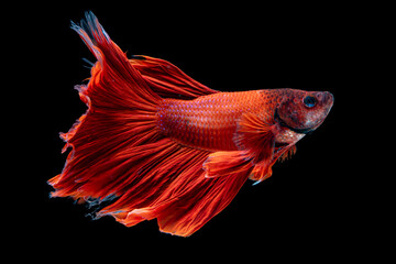 Fototapeta premium Red siamese fighting fish , Betta splendent fish, Colurful fish. The motion of fish. Isotalted on black background.