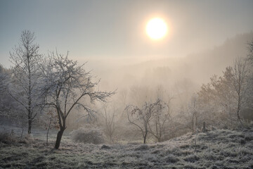 Frosty and foggy morning in a winter-frosted orchard