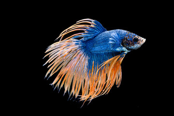 Obraz premium Blue Yellow Siam Betta Fish, Fighting Fish, Swimming , Isotalted on black background.