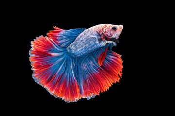 Fototapeta premium Red blue siamese fighting fish , Betta splendent fish, Colurful fish. Isotalted on black background.