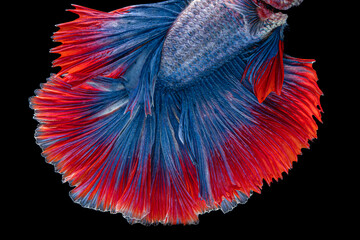 Red blue siamese fighting fish , Betta splendent fish, Colurful fish. Isotalted on black background.