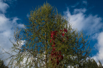 Obraz premium Un tralcio di vite americana dalle tipiche foglie rosse per il foliage autunnale si arrampica su un altro albero