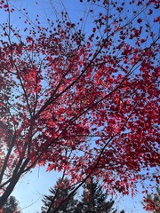 Vibrant red maple leaves against a clear blue sky in autumn