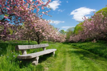 Wooden bench inviting visitors to enjoy blooming cherry blossoms in japan