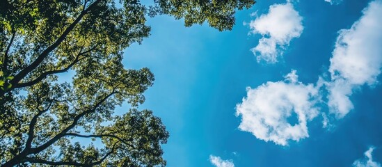 Obraz premium Vibrant blue sky with scattered clouds framed by lush tree foliage in a serene natural setting.