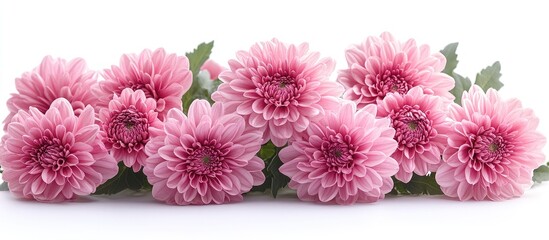 Charming bouquet of blooming pink chrysanthemums arranged elegantly with lush green leaves against a clean white background