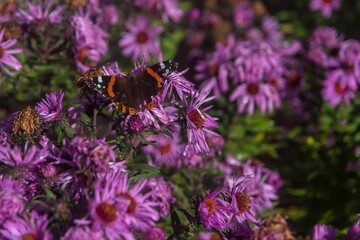 Primo piano di una farfalla che succhia il polline da un fiore viola 