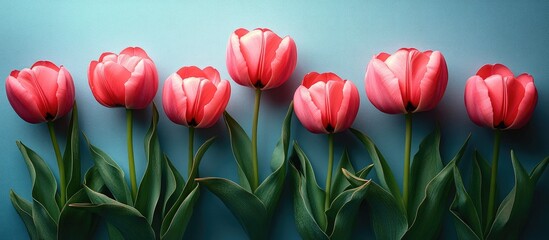 Fototapeta premium Spring tulip arrangement in vibrant pink tones on a serene blue backdrop creating a fresh and cheerful floral flat lay composition