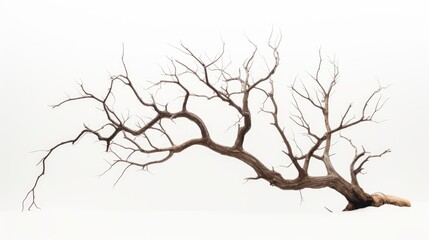 Fototapeta premium Barren tree branches silhouetted against a clean white background showcasing nature's stark beauty and minimalist design principles
